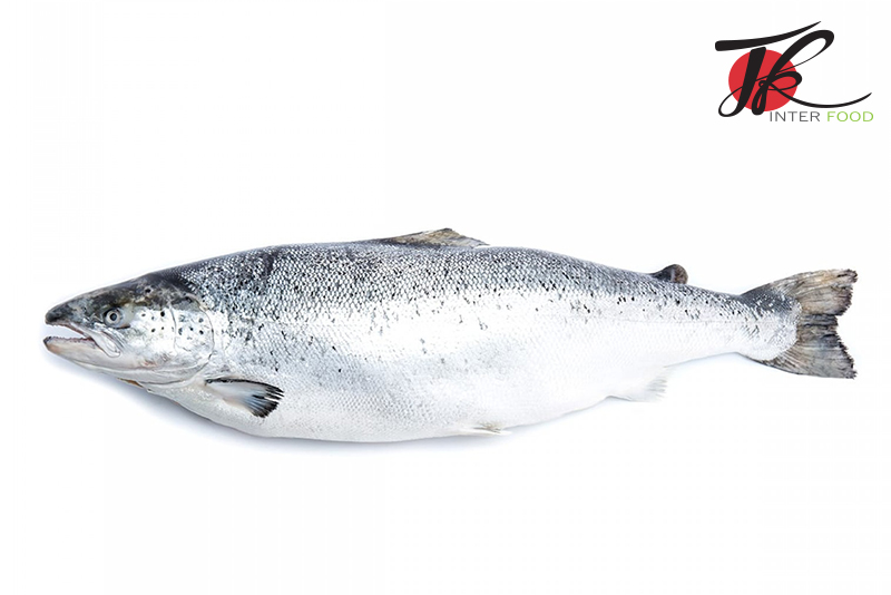 ปลาแซลมอนนอร์เวย์สด / Fresh Atlantic Salmon