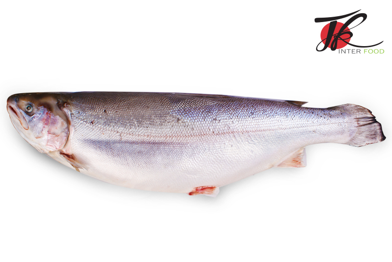 ปลาแซลมอนเทร้าแช่แข็ง/ Frozen Salmon Trout